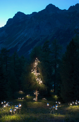 Illustration for article titled Illuminated Lamps Cascade Up a Huge Swiss Pine Tree